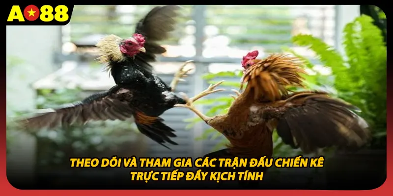 Theo dõi và tham gia các trận đấu chiến kê trực tiếp đầy kịch tính 